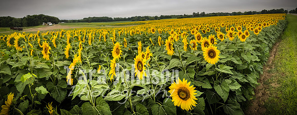 Sunflowers - TJP (24 of 29)