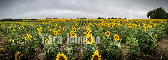 Sunflowers - TJP (26 of 29)