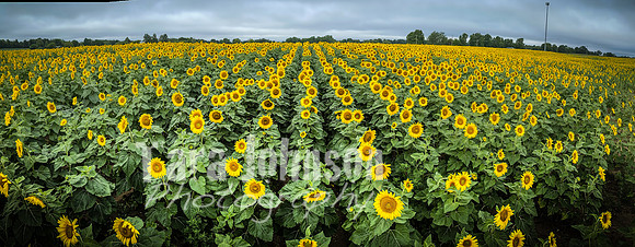 Sunflowers - TJP (27 of 29)