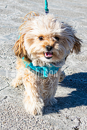 MLK Dog - TJP (10 of 11)