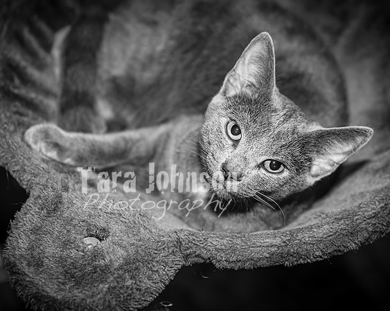 McCarty Family - BW - TJP (64 of 72)
