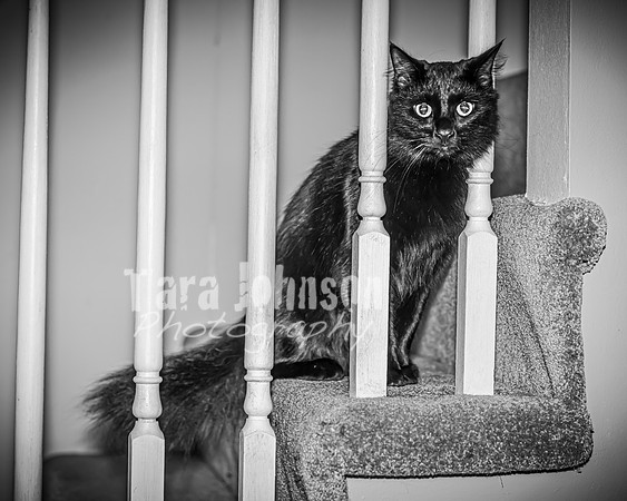 McCarty Family - BW - TJP (72 of 72)