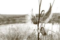 Cotton