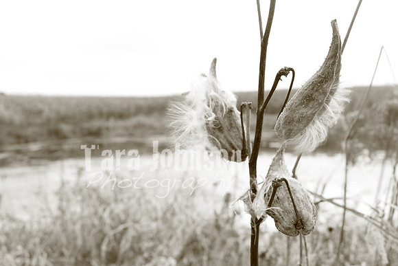 Cotton