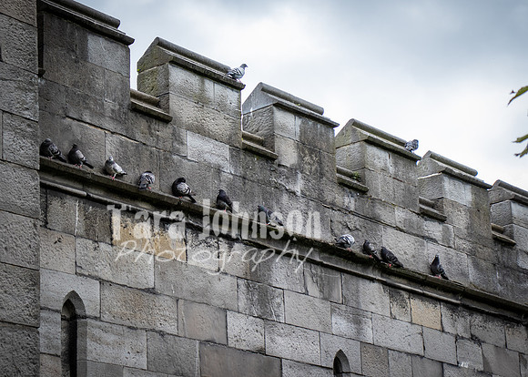 Dublin Castle - The Garden (22 of 36)