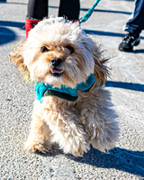 MLK Dog - TJP (7 of 11)