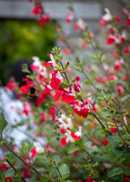 Dublin Castle - The Garden (15 of 36)