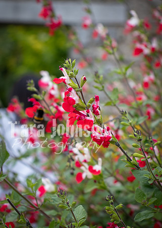 Dublin Castle - The Garden (15 of 36)
