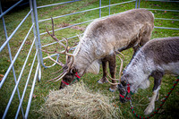 2024 OLS Christmas Tree Lighting - TJP (4 of 70)