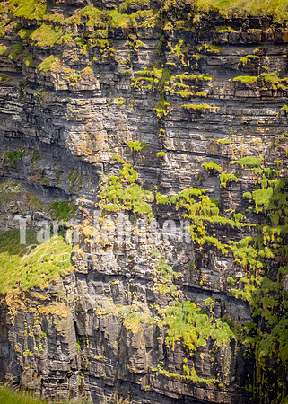 Cliffs of Moher Trip (36 of 96)