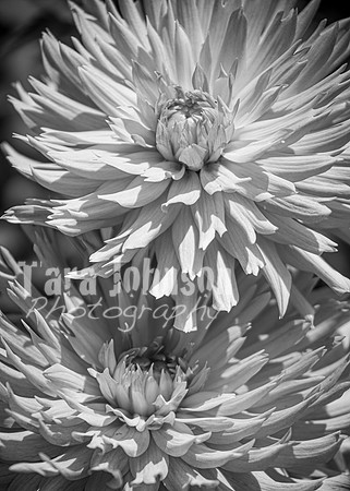 24 D & B Law Wedding - Full Collection B&W (115 of 308)