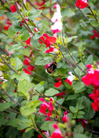 Dublin Castle - The Garden (14 of 36)