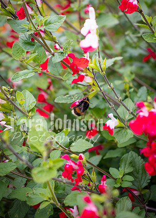 Dublin Castle - The Garden (14 of 36)