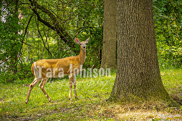 Lilly Pelto @ Central Park in Milford - Color - TJP (2 of 91)