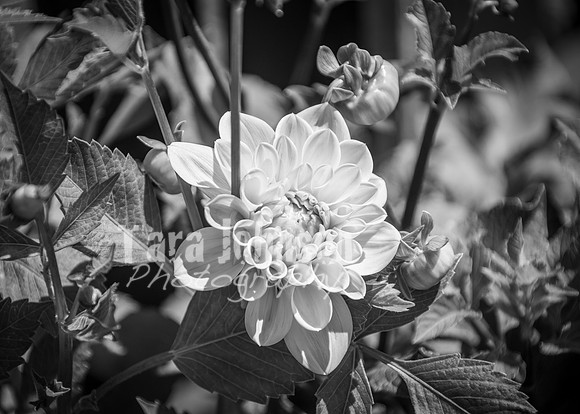 24 D & B Law Wedding - Full Collection B&W (118 of 308)