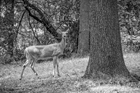 Lilly Pelto @ Central Park in Milford - BW - TJP (2 of 91)