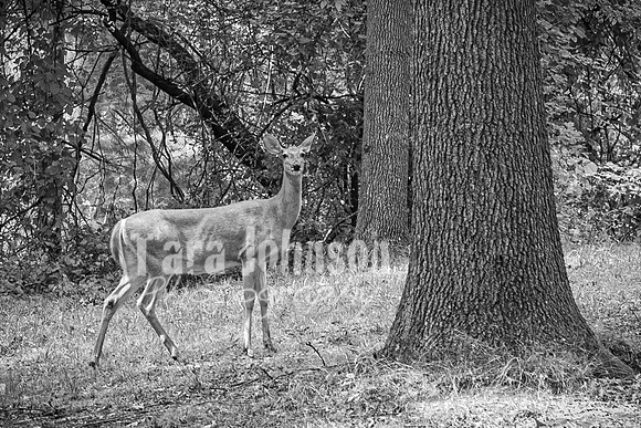 Lilly Pelto @ Central Park in Milford - BW - TJP (2 of 91)