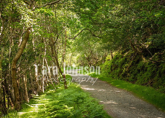 Glendalough Field Trip (68 of 117)