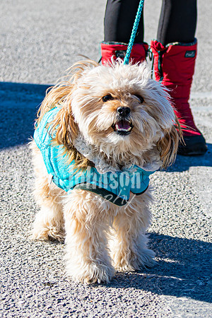 MLK Dog - TJP (5 of 11)