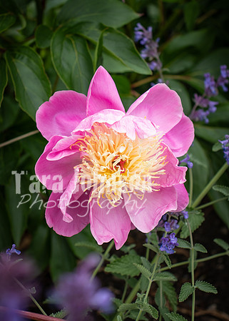 Dublin Castle - The Garden (19 of 36)