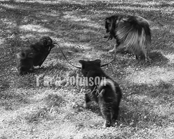 Bryde Family & Finish Lapphund Pups - BW - TJP (59 of 60)