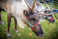 2024 OLS Christmas Tree Lighting - TJP (2 of 70)