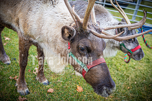 2024 OLS Christmas Tree Lighting - TJP (2 of 70)