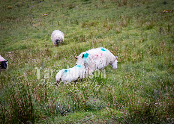 Benbulbin Mountain Trip (40 of 139)