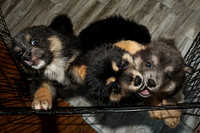 Bryde Family & Finish Lapphund Pups - TJP (11 of 60)