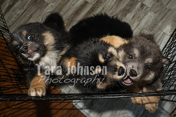 Bryde Family & Finish Lapphund Pups - TJP (11 of 60)