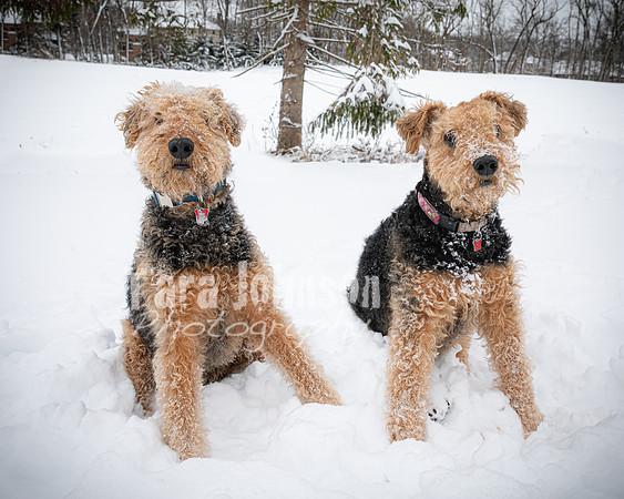 Woodrow & Lilly - TJP (54 of 64)