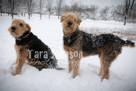 Woodrow & Lilly - TJP (26 of 64)
