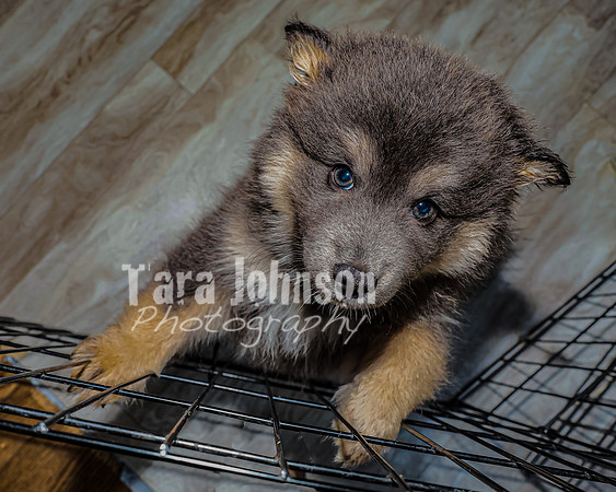 Bryde Family & Finish Lapphund Pups - TJP (4 of 60)