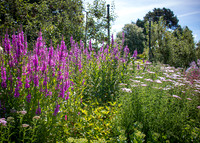 Phoenix Park Trip (9 of 40)