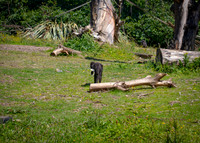 Dublin Zoo Trip (1 of 36)