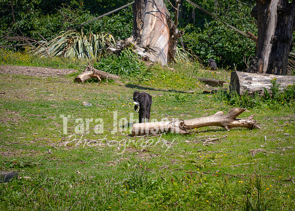 Dublin Zoo Trip (1 of 36)