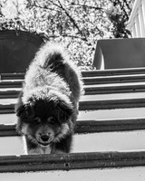 Bryde Family & Finish Lapphund Pups - BW - TJP (17 of 60)