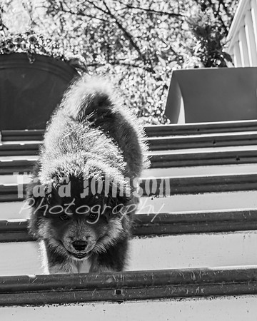 Bryde Family & Finish Lapphund Pups - BW - TJP (17 of 60)