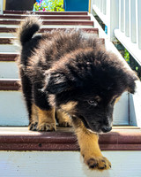 Bryde Family & Finish Lapphund Pups - TJP (15 of 60)
