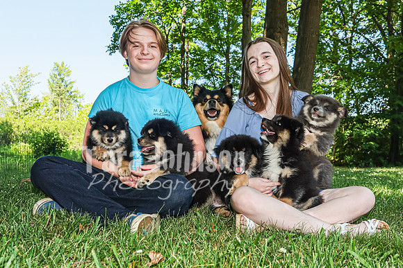 Bryde Family & Finish Lapphund Pups - TJP (33 of 60)