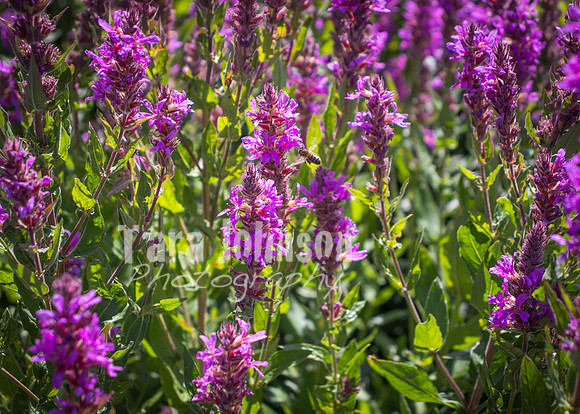 Phoenix Park Trip (12 of 40)
