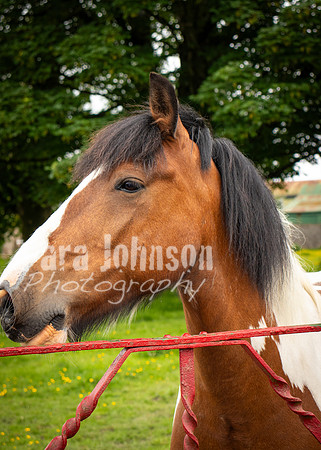 Glendalough Field Trip (20 of 117)