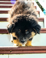 Bryde Family & Finish Lapphund Pups - TJP (14 of 60)