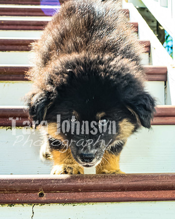 Bryde Family & Finish Lapphund Pups - TJP (14 of 60)