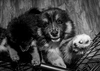 Bryde Family & Finish Lapphund Pups - BW - TJP (10 of 60)