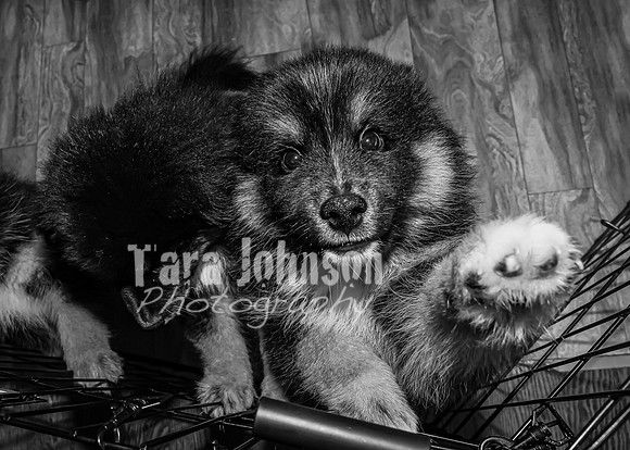 Bryde Family & Finish Lapphund Pups - BW - TJP (10 of 60)