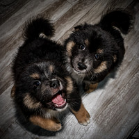 Bryde Family & Finish Lapphund Pups - TJP (9 of 60)