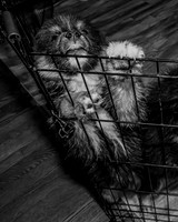 Bryde Family & Finish Lapphund Pups - BW - TJP (7 of 60)