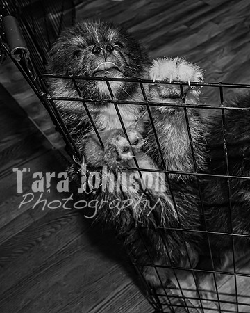 Bryde Family & Finish Lapphund Pups - BW - TJP (7 of 60)