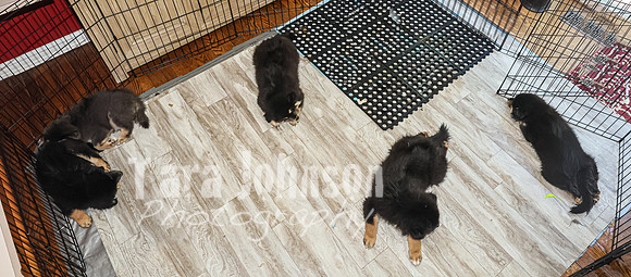 Bryde Family & Finish Lapphund Pups - TJP (60 of 60)
